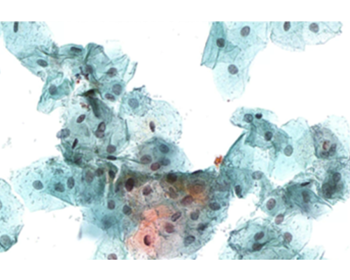 Digital Slide Scanner_High-Speed Multi-Layer Image Fusion_SGSC